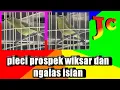 Download Lagu pleci ngiriwik kasar dan ngalas isian untuk pancingan pleci bahan agar cepat buka paruh.