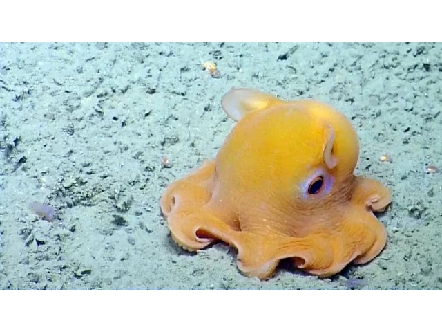 octopus video preview