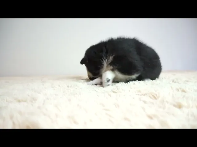 動画