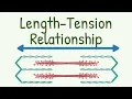 Length Tension Relationship Length-Tension Diagram of Muscle