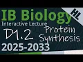 IB Biology D1 2 - Protein Synthesis AHL
