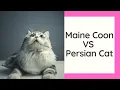 Maine Coon VS Persian Cat