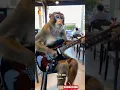 Download Lagu Monyet Viral main gitar di cafe #monetization #Cak Is Ae