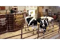 Buying and Selling at Livestock Auctions