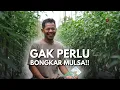 Lagu SELAMA INI SALAH! LAHAN BEKAS 6x CABAI TETAP AMAN TANPA LAYU!!