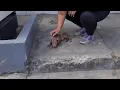 Download Lagu Weakened and starving, he lay in front of a restaurant—hundreds passed, no one stopped 💔🐾!