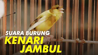 Download Suara Burung #3: Kenari Jambul Gacor MP3