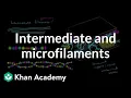 Microfilaments and intermediate filaments Cells MCAT Khan Academy
