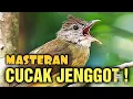 Masteran Cucak Jenggot || FULL 30 MENIT!!