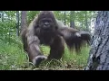 Lagu MOST STARTLING ENCOUNTER ON TRAIL-CAM!
