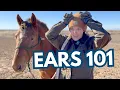 Understanding Horse Behavior What Your Horse s Ears Are Actually Saying