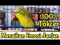 Lagu Begini MENAIKAN EMOSI Jantan PANCING Kecial Kuning Agar CEPAT GACOR (8/11/20)
