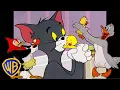 Download Lagu Tom \u0026 Jerry | Animal Moms! 🦆🐔 | @wbkids
