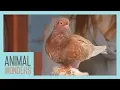 Pigeons Underrated And Smarter Than You Think