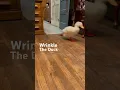 The Famous Duck