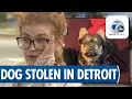 Detroit woman injured trying to stop French bulldog theft on east side