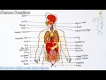 Diagram of human to draw human internal organs human body organ system