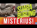 Download Lagu Suara Burung CABAK - Burung Malam