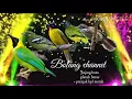 Download Lagu Pikat ampuh bolang channel