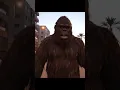 Download Lagu الحسيفة  #shortvideo #monkey #funny #comedy #animals