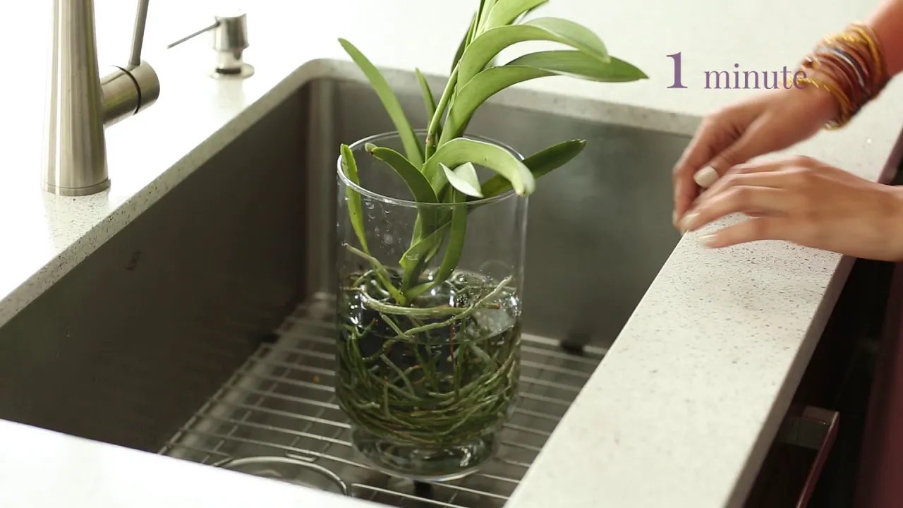 HOW DO I WATER MY VANDA ORCHID?