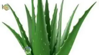 الصبر لو له تقاوي لزراعه دندنها