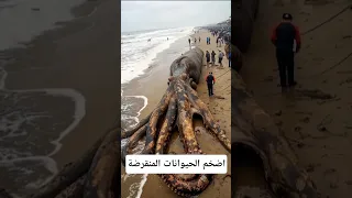 اخطر الحيوانات المنقرضة معلومات اكسبلور ماوراءيات Facts ثعلب Anime Animals حقائق Science 