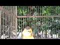 Download Lagu Anakan burung manyar untuk pikat