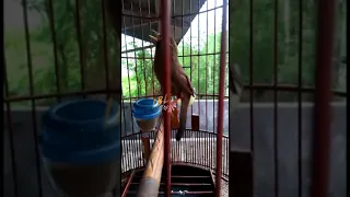 terapi suara ampuh pikat wambi agar cepat gacor dan ngeplong