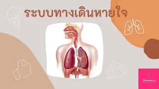  ทำไมสิ่งแปลกปลอมที่ตกลงไปในหลอดลมมักจะเข้าไปทางด้านขวาของปอดมากกว่าด้านซ้าย 