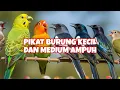 Download Lagu SOUND PIKAT MURAY|| PIKAT TRUCUK||PIKAT BURCIL RIBUT || PIKAT SOGON || PIKAT KACER|| PIKAT KUTILANG