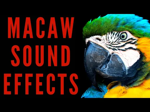 Download MP3 MACAW SOUND EFFECTS - Macaw Sounds | Maktub_ytv