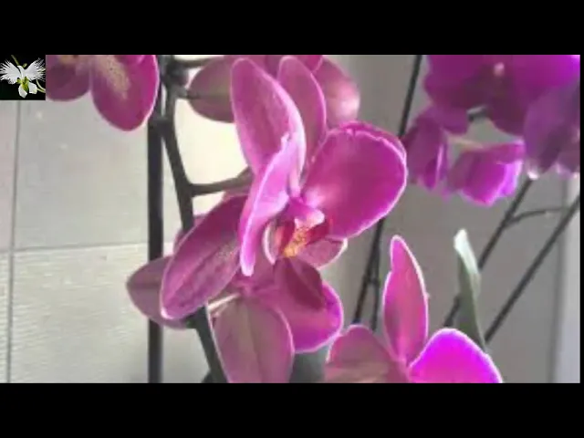 COMO CUIDAR LAS ORQUIDEAS EN INVIERNO