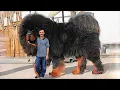 Download Lagu 15 Most Expensive Dogs in the World