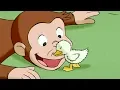 Download Lagu Curious George 🐵 A Monkey's Duckling 🐵 Kids Cartoon 🐵 Kids Movies | Videos for Kids