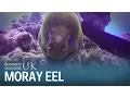 Download Lagu Kijk hoe een duiker op Fiji een vriendelijke murene een krabbel over zijn hoofd geeft