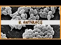 Download Lagu Bacillus Anthracis