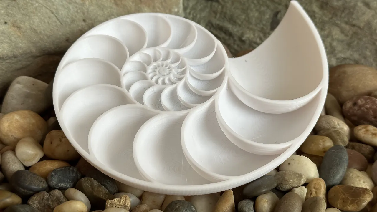 Nautilus Shell Cross Section