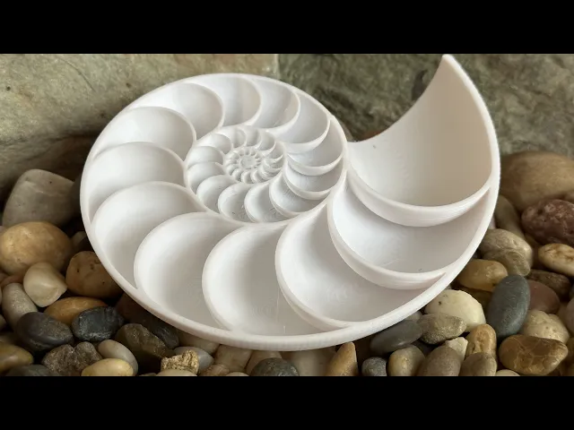 Nautilus Shell Cross Section video thumbnail