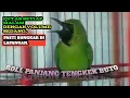 Download Lagu CUCAK HIJAU ISIAN TENGKEK BUTO ROLL PANJANG,PASTI BONGKAR DI LAPANGAN