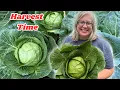 Download Lagu Harvest Time ! Preserving Homegrown Cabbage