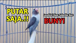 lovebird ngekek panjang top memancing bunyi putar sekali lovebird diam langsung bunyi