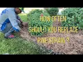 How Often Should You Replace Pine Straw