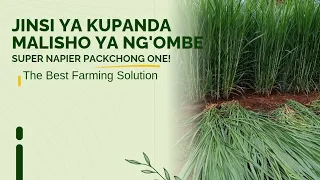 this is the correct planting of dairy cows pasture farm fyptiktok agro