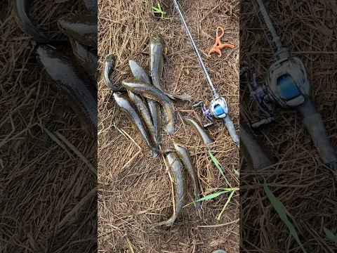 ഈ തവള വേറേ level ആണ് കേട്ടോ.😱🙆♂️ | Snakehead Fishing Videos | Fishing Videos | Fishing