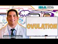 Female Reproductive Cycle | Ovulation