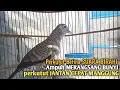 Download Lagu perkutut betina memanggil jantan SUARA BIRAHI MEMIKAT Ampuh jadikan perkutut lokal gacor seketika