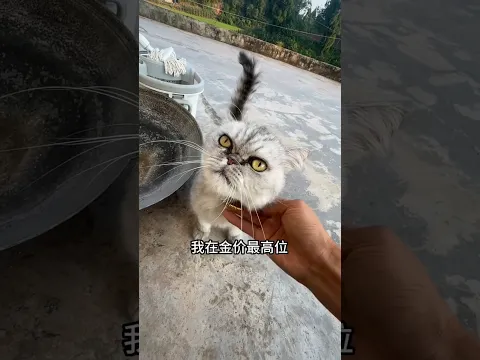 Today My Pet Male Cat Lost His Gold Locket Somewhere.
