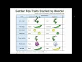 Bio 101 Chapter 11 Patterns of Inheritance