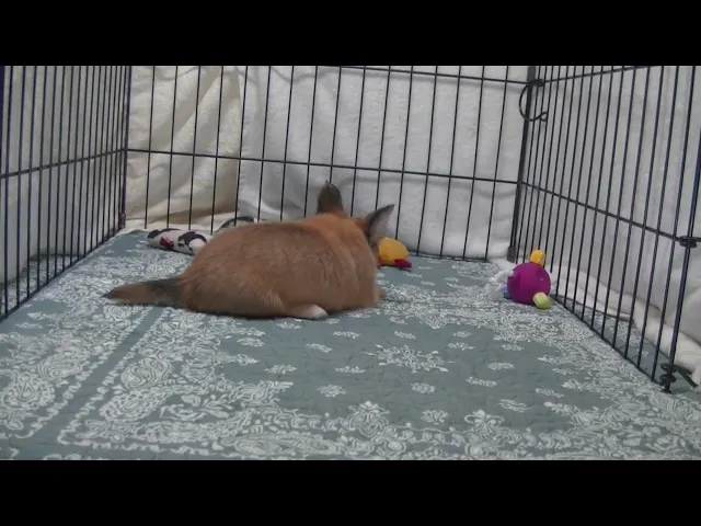 動画
